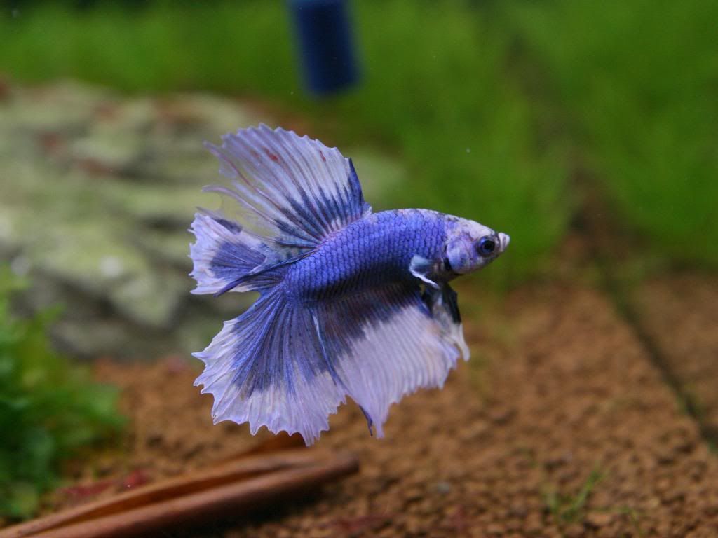 Obrazek