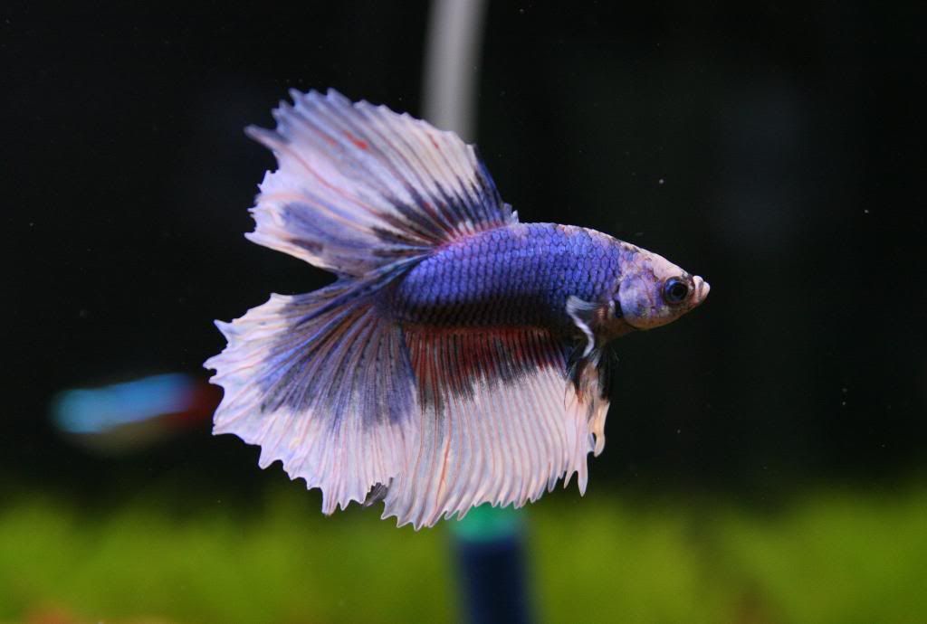 Obrazek