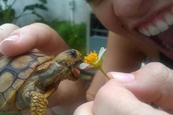 Turtle © staffpicks aktiivisuusranneke