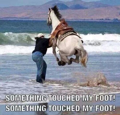 FUNNY ANIMAL PICTURES