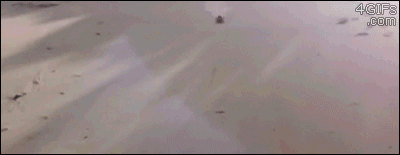 beach photo: beach boarding beach-1.gif