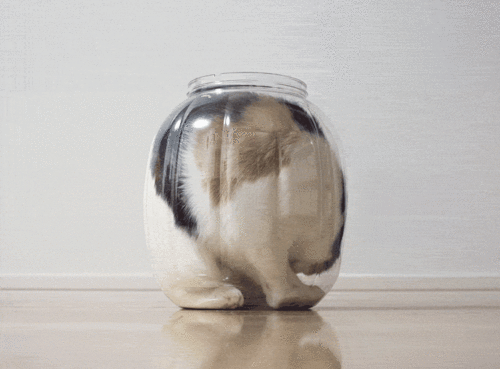 Cat in a Jar photo cat-5.gif
