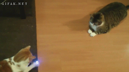 Cat Pong photo catpong.gif