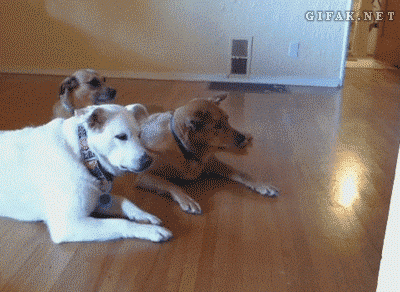 they see me rollin... photo dogs.gif