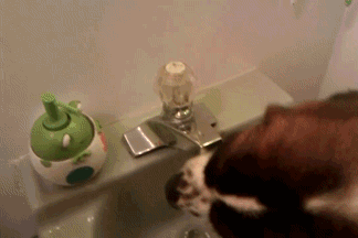dog loves water photo faucet.gif
