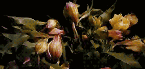 animated spring photo: Spring flowers fl385.gif