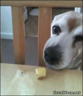 animated gifs photo: Frustration frustration.gif