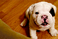 puppy photo: Aw Shucks puppy-1.gif