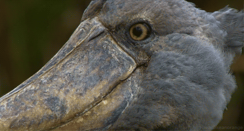  photo Shoebill-GIF.gif