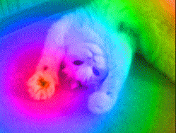 animated gifs photo: Trippy Cat trippycat.gif