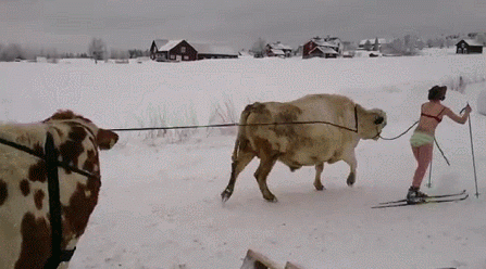 animated gifs photo: Winter Sports unnamed-3.gif