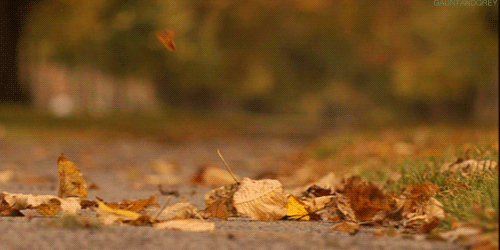 Blowing Leaves GIF