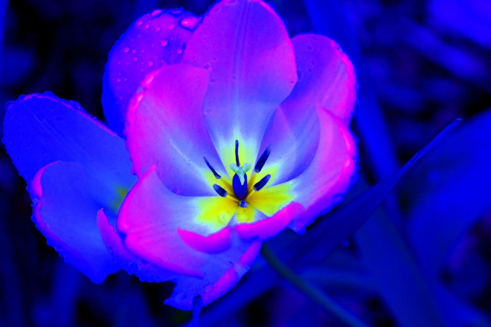 Flower Photo by staffpicks | Photobucket