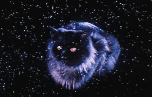 space cats photo 1111111111222222.gif