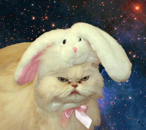 space cats photo 11111112222222.gif
