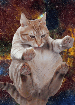 space cats photo 3213213123.gif
