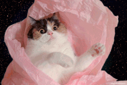 space cats photo 4564556546464.gif