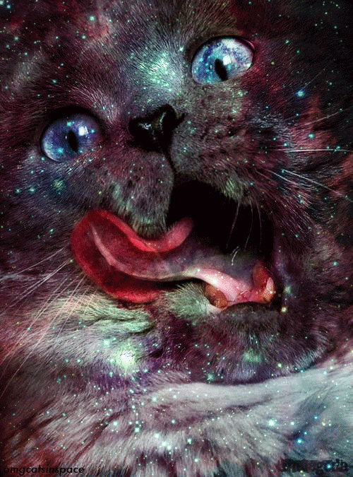 space cats photo 456546456456456.gif