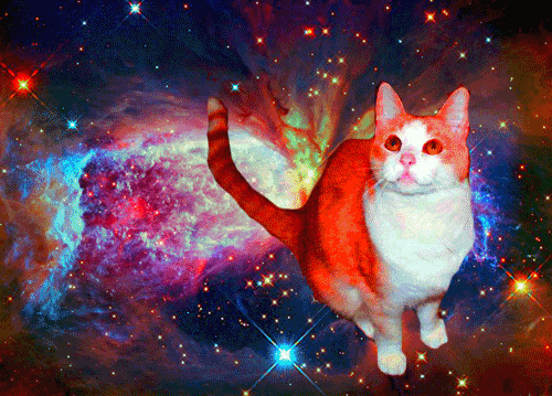 space cats photo 54634565645654646.gif
