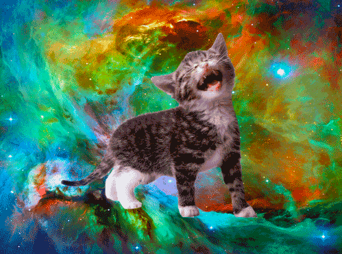 space cats photo 54646554645.gif