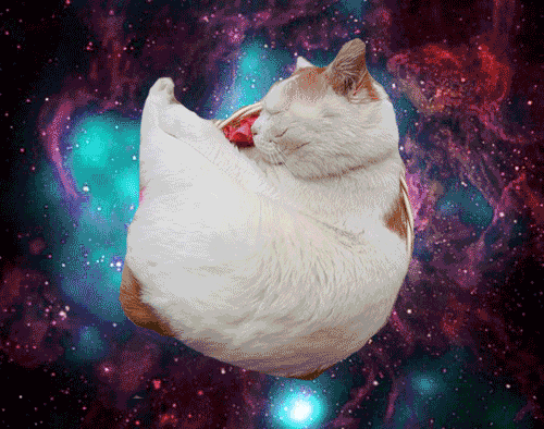 space cats photo 565464565445646456.gif