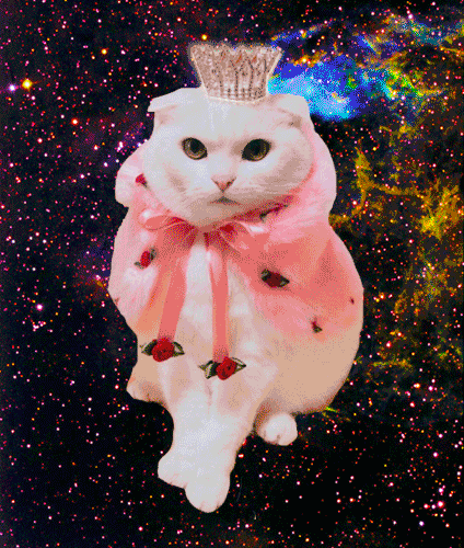 space cats photo 65454456546456.gif