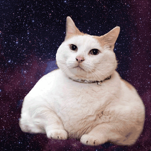 space cats photo 65465465465465.gif