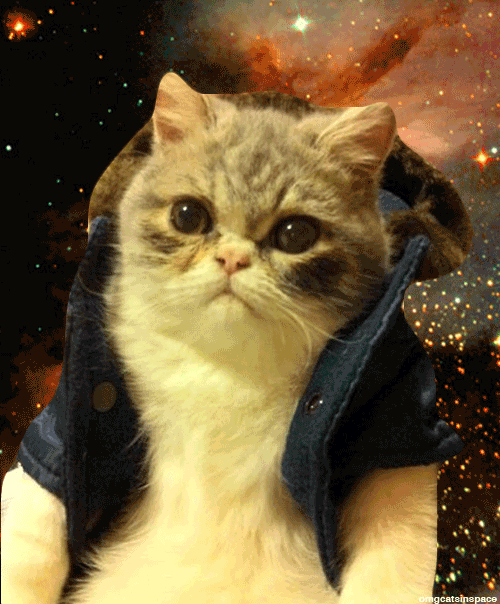 space cats photo 65465645664564.gif
