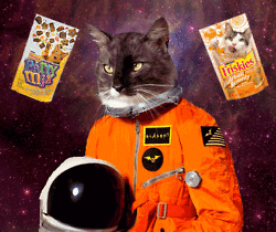 space cats photo 75324134.gif