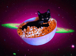 space cats photo 96345435.gif