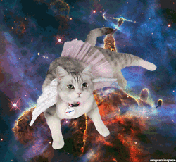 space cats photo i4654645645646.gif