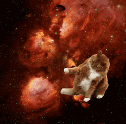 space cats photo m41564564564.gif