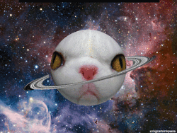 space cats photo q465645654645.gif