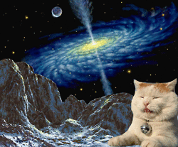 space cats photo spacecats.gif