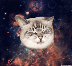 space cats photo x456545645646456.gif