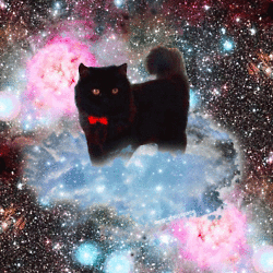 space cats photo z4656466456.gif