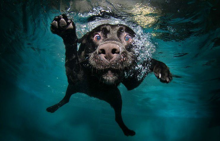 Underwater Dogs photo npZ2h.jpg
