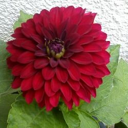9a663af9-f1ea-4bff-b74b-1f3a0c0b2d23_zps0ab99a90.jpg