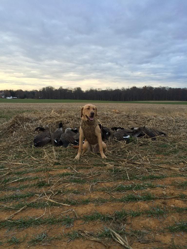 Molt Gear EX3 XSeries Goose Hunting Forum