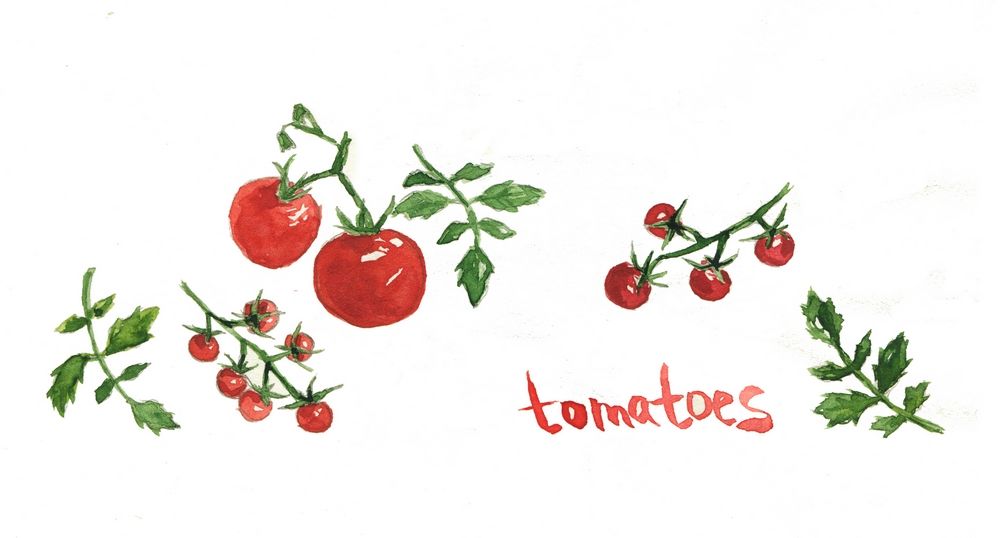 Illustration by Dara Muscat