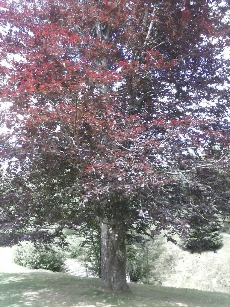 tree photo: tree in the glen CAM00146_zps565be1b4.jpg