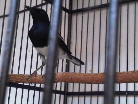 Burung Kacer Jawa Barat Detikforum