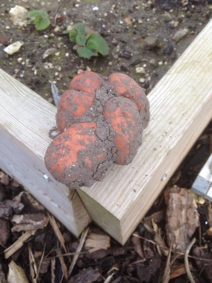 http://i1276.photobucket.com/albums/y466/econaturalist/14497_10153770182310538_1748919674_n_zps3e99364f.jpg