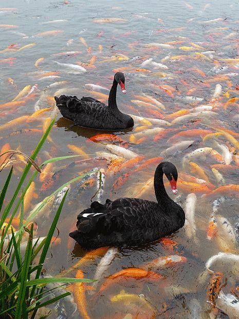 547506 515025908568111 665792841 n zpse5ce412e - black swan - koi fish