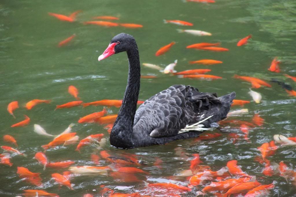 bdt12 zpse76a9e3a - black swan - koi fish