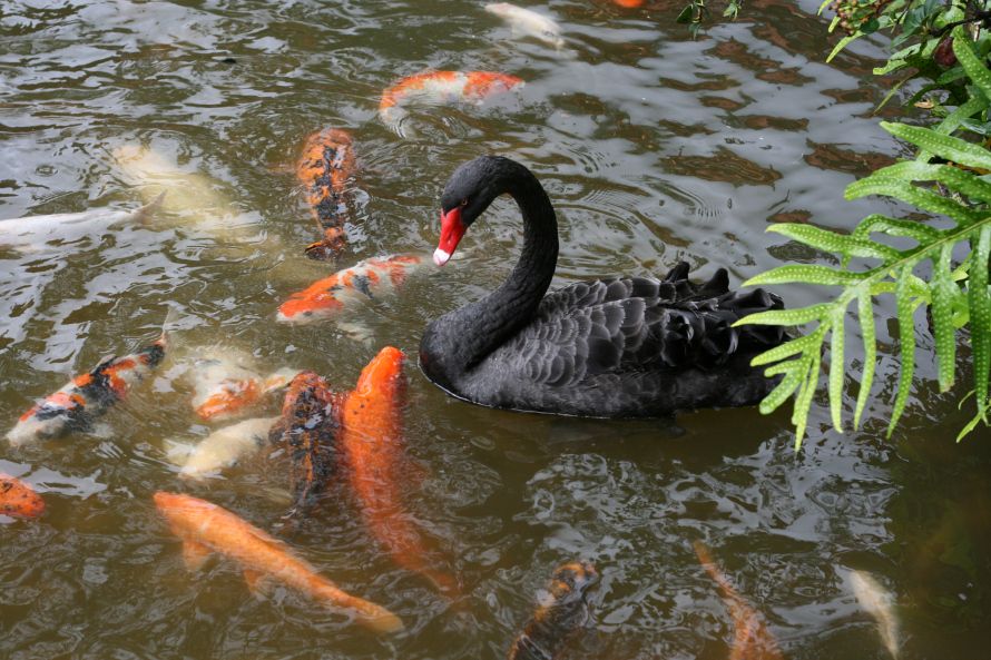 black swan and koi zps3be2ea92 - black swan - koi fish