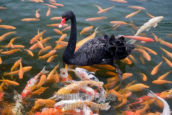 pd2066755 zps8147f495 - black swan - koi fish