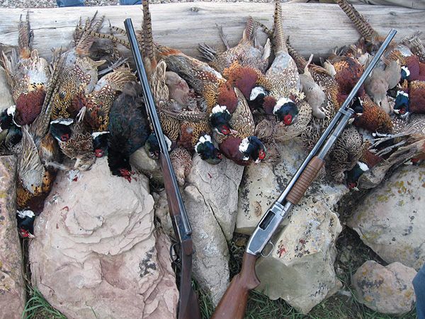 Bird Hunting locally