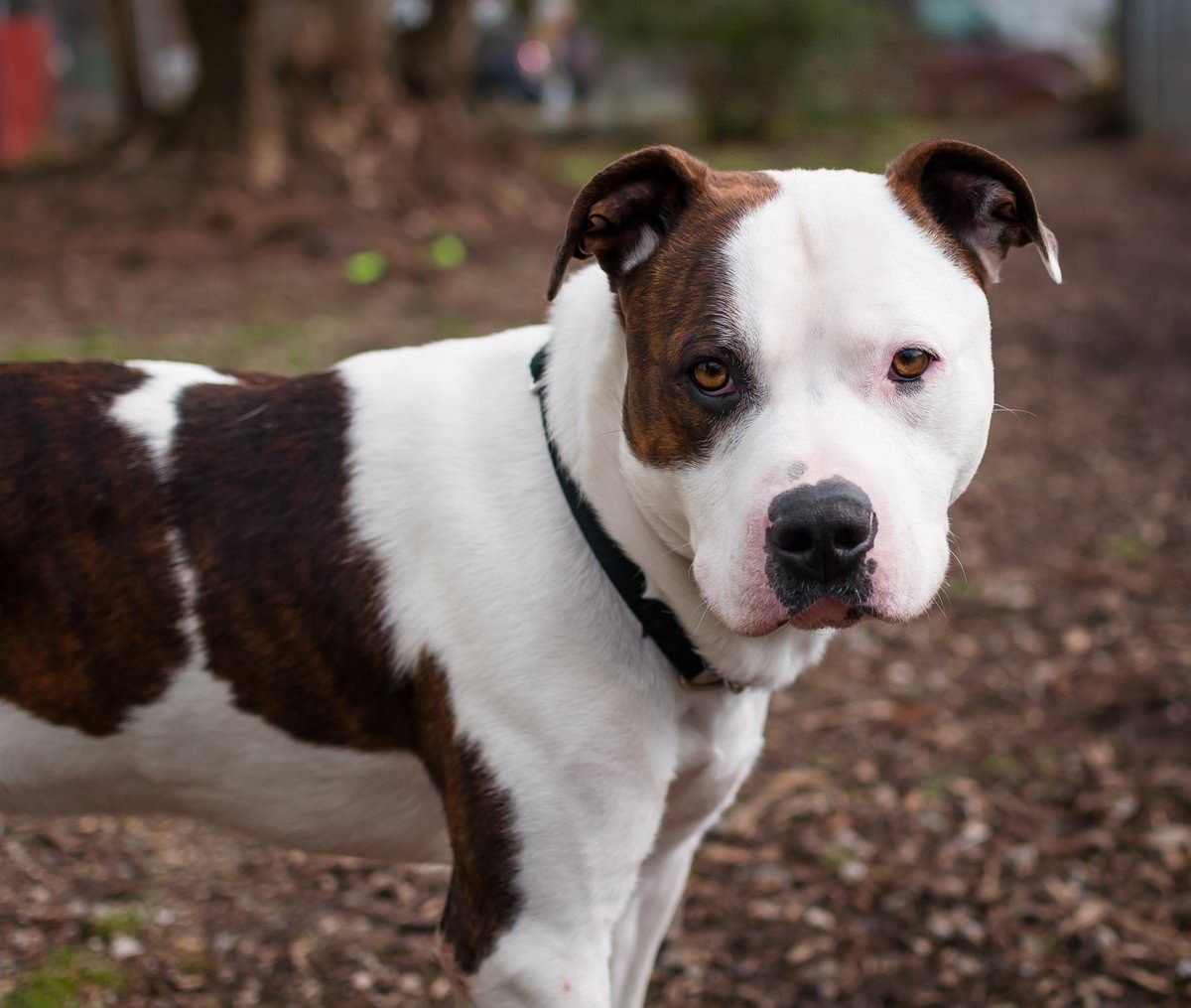 pitbull puppies for sale in baton baton la pit bulls baton louisiana pit bulls puppies for sale pitbull puppies for sale in baton baton la pit bulls baton louisiana pit bulls puppies for sale