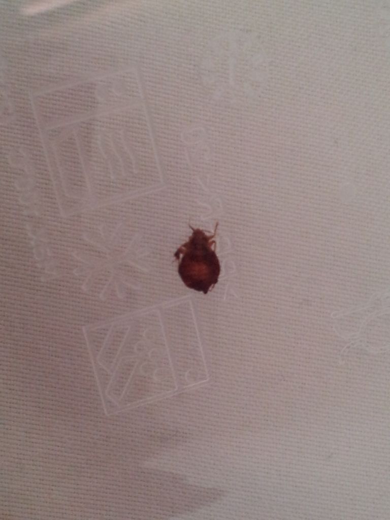 found a bed bug....help! male or female? Â« Got Bed Bugs? Bedbugger ...
